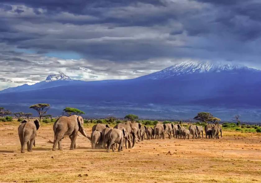 Selous Day Trip Safari
