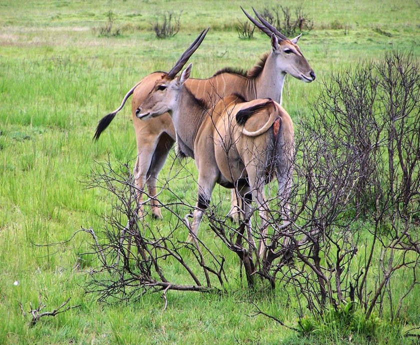 3-Day Fly in from Zanzibar Tarangire, Crater & Manyara