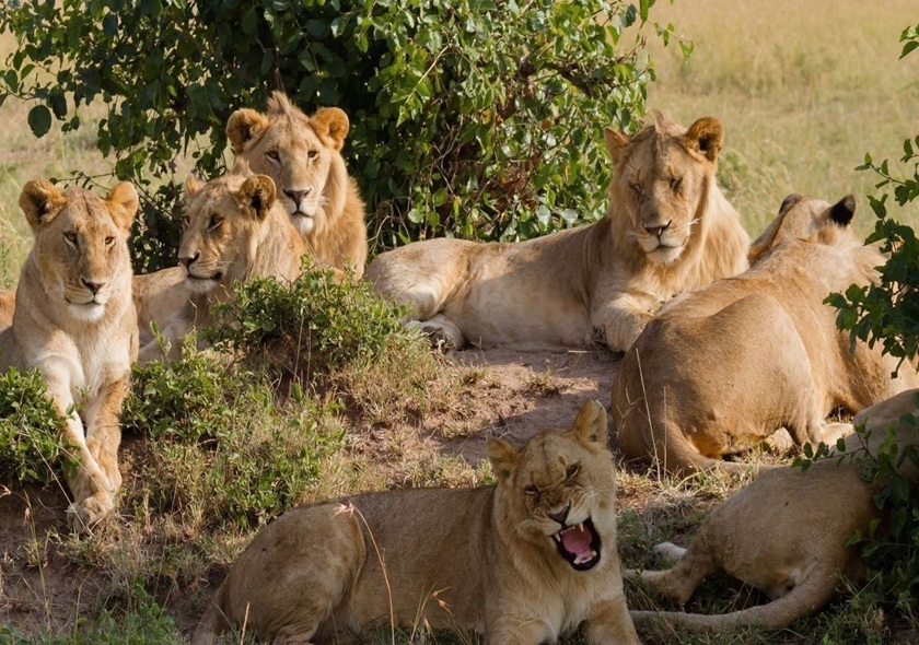7-Day Best of the Wild Luxury Safari