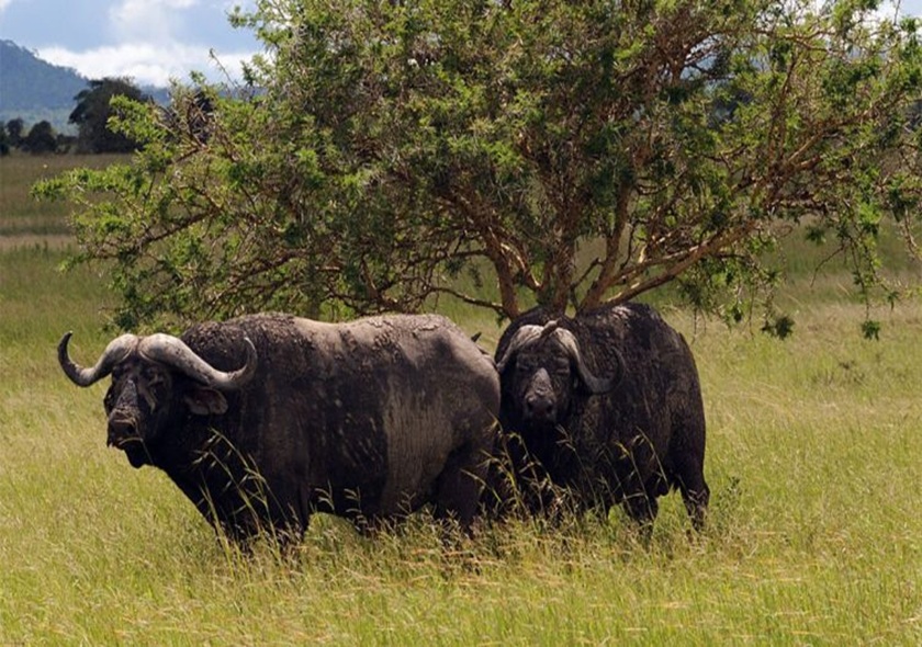 3-Day Fly in from Zanzibar Tarangire, Crater & Manyara