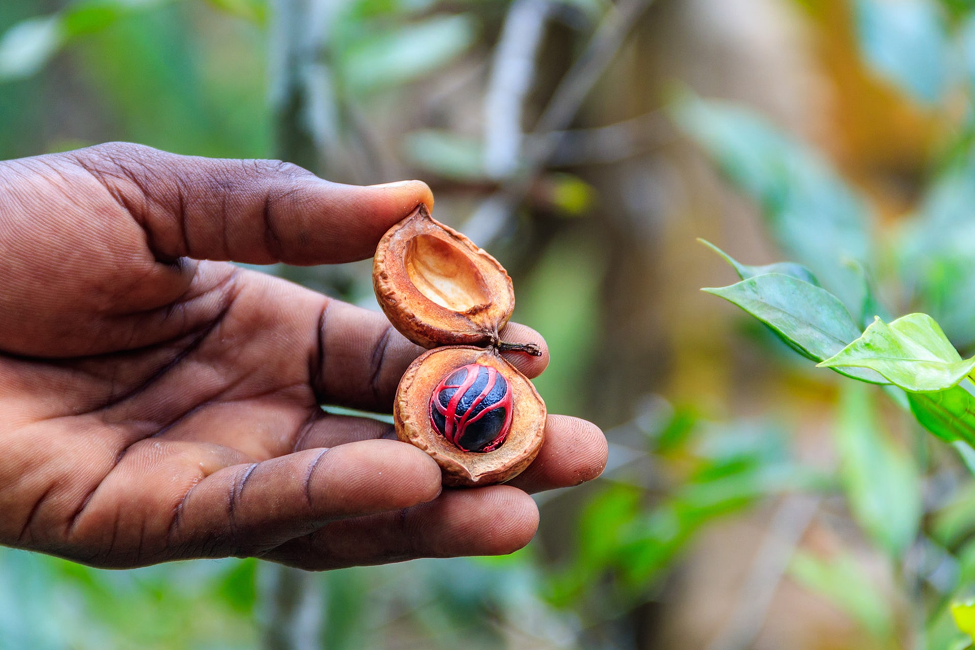 Spice Farm Tour