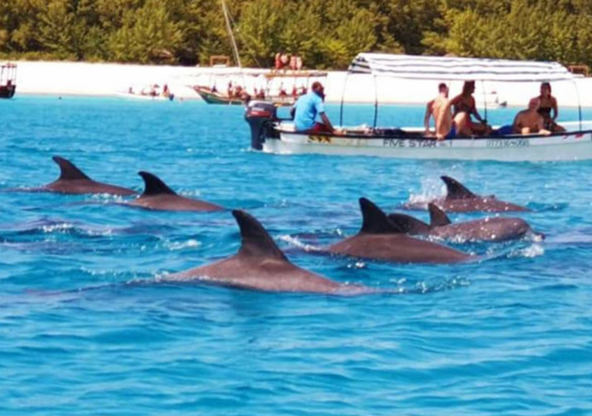 Dolphin Tour Matemwe
