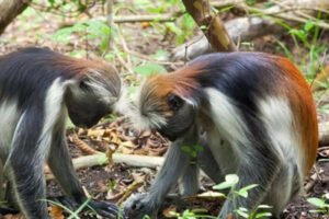 Jozani Forest + Spice Farm & The Rock