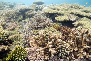 Snorkeling at mnemba