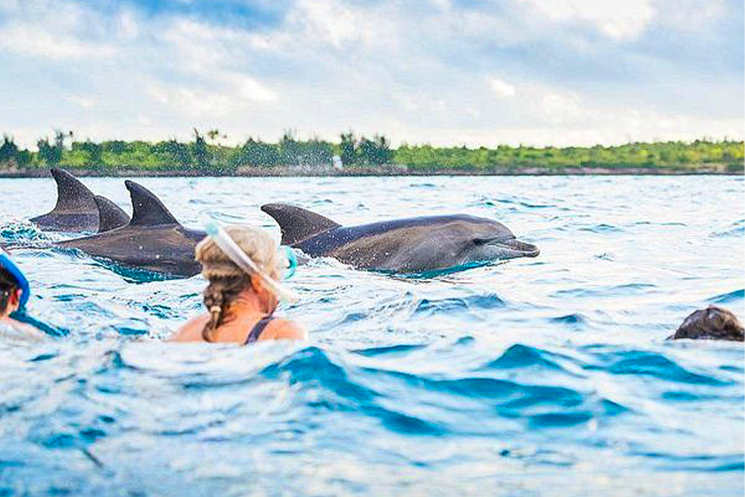 Book a stay at Salaam Cave Resort in Kizimkazi. Enjoy snorkeling, sea walk, and sunset cruises in Zanzibar. Reserve now! dolphin – Salaam Cave tours